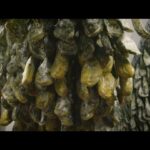 Descubre Cuánto Cuesta el Jamón Ibérico: Una Guía Completa