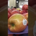 ¿Cuánto Cuesta un Kilo de Manzanas? Precios Actualizados y Consejos de Compra